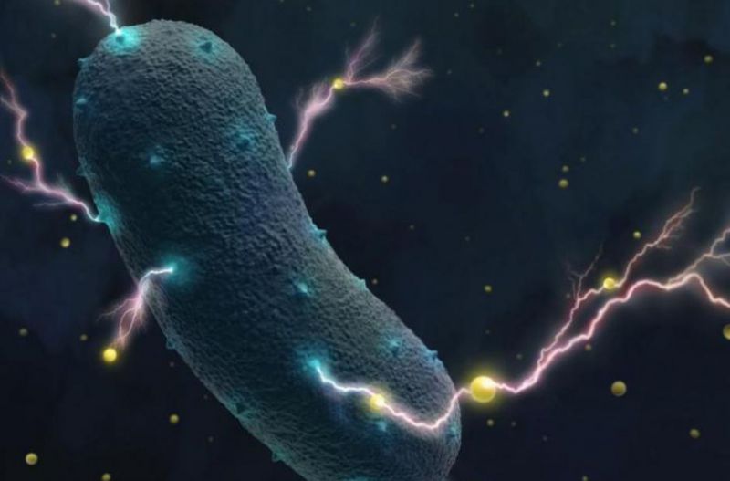 Elektrické vnitřnosti: Bakterie v našich střevech dovedou vyrábět elektřinu