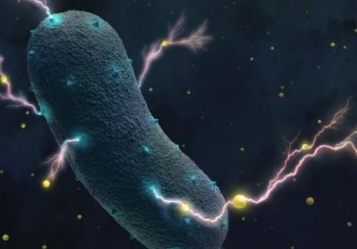 Elektrické vnitřnosti: Bakterie v našich střevech dovedou vyrábět elektřinu
