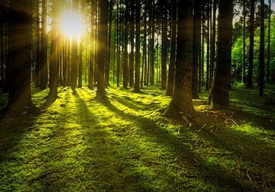 Soud rozhodl ve prospěch Tesly, německý les může být vykácen 