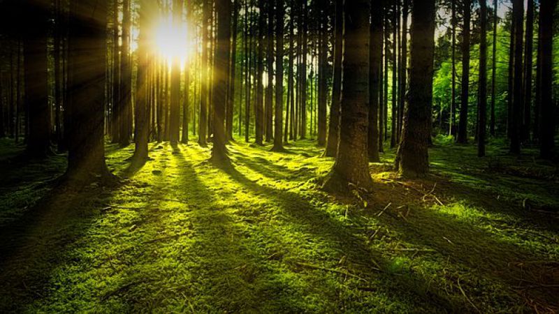 Soud rozhodl ve prospěch Tesly, německý les může být vykácen 